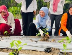 Dukung Ketahan Pangan, GOW dan TP-PKK Halsel Gelar Gertam Cabai